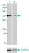 PBX Homeobox 2 antibody, LS-C197848, Lifespan Biosciences, Western Blot image 
