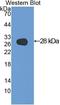 Galectin 3 antibody, LS-C305125, Lifespan Biosciences, Western Blot image 