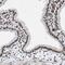Proline Rich Mitotic Checkpoint Control Factor antibody, PA5-53998, Invitrogen Antibodies, Immunohistochemistry paraffin image 