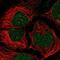 Embryonic Ectoderm Development antibody, NBP2-38907, Novus Biologicals, Immunocytochemistry image 