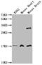 FUN14 Domain Containing 1 antibody, CSB-PA816886LA01HU, Cusabio, Western Blot image 