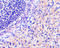 RPA Interacting Protein antibody, 4013, ProSci, Immunohistochemistry paraffin image 