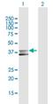 Metallophosphoesterase 1 antibody, H00065258-D01P, Novus Biologicals, Western Blot image 