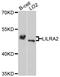Leukocyte Immunoglobulin Like Receptor A2 antibody, STJ26689, St John