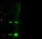 Latexin antibody, 10211-RP01, Sino Biological, Western Blot image 