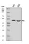 MPTP antibody, A01597-1, Boster Biological Technology, Western Blot image 