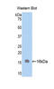 Fatty Acid Binding Protein 7 antibody, LS-C293839, Lifespan Biosciences, Western Blot image 