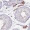 Immunity Related GTPase Cinema antibody, NBP2-14129, Novus Biologicals, Immunohistochemistry paraffin image 
