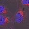 Golgi Glycoprotein 1 antibody, MAB78791, R&D Systems, Immunocytochemistry image 