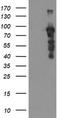 SRY-Box 5 antibody, TA504948, Origene, Western Blot image 