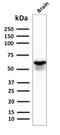 Glutamate Decarboxylase 1 antibody, AE00176, Aeonian Biotech, Western Blot image 