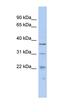 MCTS1 Re-Initiation And Release Factor antibody, orb330145, Biorbyt, Western Blot image 