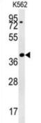 Ess-2 Splicing Factor Homolog antibody, abx027696, Abbexa, Western Blot image 