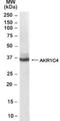 Aldo-Keto Reductase Family 1 Member C4 antibody, NB100-40786, Novus Biologicals, Western Blot image 
