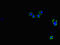 Connexin-32 antibody, orb45858, Biorbyt, Immunofluorescence image 