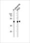 SAP30 Binding Protein antibody, LS-C204045, Lifespan Biosciences, Western Blot image 