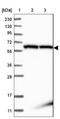 Armadillo Repeat Containing 3 antibody, NBP1-85394, Novus Biologicals, Western Blot image 