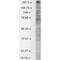 Sodium Voltage-Gated Channel Alpha Subunit 10 antibody, MA5-27663, Invitrogen Antibodies, Western Blot image 