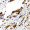 HP1A antibody, LS-C335183, Lifespan Biosciences, Immunohistochemistry frozen image 