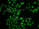 Dual Specificity Phosphatase 22 antibody, A7281, ABclonal Technology, Immunofluorescence image 