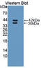 Resistin-like beta antibody, LS-C373810, Lifespan Biosciences, Western Blot image 