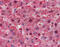 Lipoprotein(A) antibody, 51-371, ProSci, Immunohistochemistry frozen image 