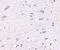 Syntaphilin antibody, NBP1-76908, Novus Biologicals, Immunohistochemistry paraffin image 