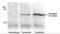 HA tag antibody, NB600-363, Novus Biologicals, Immunoprecipitation image 