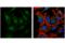 Nicastrin antibody, 30239S, Cell Signaling Technology, Immunocytochemistry image 