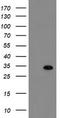 RNA-binding protein with multiple splicing antibody, LS-C175189, Lifespan Biosciences, Western Blot image 