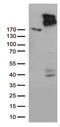 ATP Binding Cassette Subfamily C Member 2 antibody, TA812520S, Origene, Western Blot image 