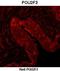 POU Class 2 Homeobox 3 antibody, orb329670, Biorbyt, Immunohistochemistry paraffin image 