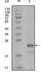 Heart And Neural Crest Derivatives Expressed 1 antibody, NBP1-51547, Novus Biologicals, Western Blot image 