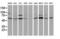 Beclin 1 antibody, M00327-1, Boster Biological Technology, Western Blot image 