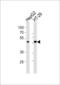 SMAD Family Member 6 antibody, LS-C161300, Lifespan Biosciences, Western Blot image 