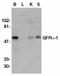 GDNF Family Receptor Alpha 1 antibody, LS-C264, Lifespan Biosciences, Western Blot image 