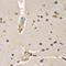 Histone Cluster 4 H4 antibody, LS-C346056, Lifespan Biosciences, Immunohistochemistry paraffin image 