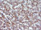 Vascular Endothelial Growth Factor B antibody, LS-C338417, Lifespan Biosciences, Immunohistochemistry frozen image 