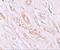 Transmembrane Protein 59 antibody, A09364, Boster Biological Technology, Immunohistochemistry frozen image 