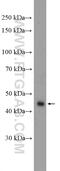 RNA Binding Motif Single Stranded Interacting Protein 1 antibody, 11061-2-AP, Proteintech Group, Western Blot image 