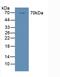 Prostaglandin-Endoperoxide Synthase 1 antibody, LS-C296072, Lifespan Biosciences, Western Blot image 