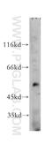 TERF1 Interacting Nuclear Factor 2 antibody, 11368-1-AP, Proteintech Group, Western Blot image 