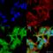 GABA Type A Receptor-Associated Protein antibody, SPC-621D-A680, StressMarq, Immunofluorescence image 