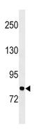 Glycyl-TRNA Synthetase antibody, abx033785, Abbexa, Western Blot image 