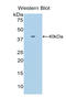 Single Ig And TIR Domain Containing antibody, LS-C296440, Lifespan Biosciences, Western Blot image 