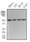 Tubulin antibody, NB600-506, Novus Biologicals, Western Blot image 