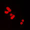 BUB3 Mitotic Checkpoint Protein antibody, LS-C353144, Lifespan Biosciences, Immunofluorescence image 