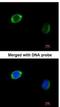 RAB2B, Member RAS Oncogene Family antibody, NBP1-31631, Novus Biologicals, Immunocytochemistry image 