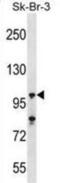 Ubiquitin Specific Peptidase 16 antibody, abx029033, Abbexa, Western Blot image 