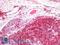 CD45RA antibody, LS-B16105, Lifespan Biosciences, Immunohistochemistry paraffin image 